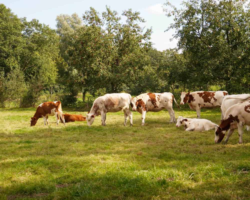grondsteun-bijdrage-initiatieven-donatie-investering-grond-aankoop Achtergrond Achtergrondinformatie over de Stichting Grondsteun, de doelstellingen van de stichting, uitleg over biodiversiteitsherstel en veelgestelde vragen.