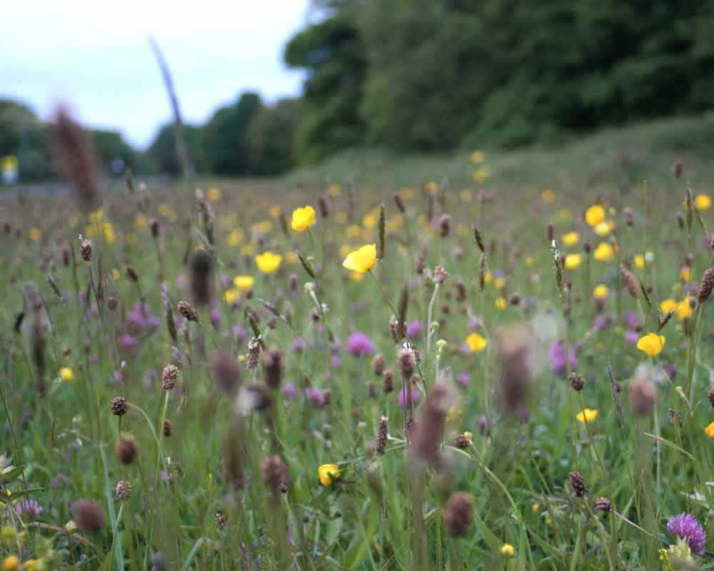 grondsteun-bijdrage-initiatieven-donatie-investering-grond Achtergrond Achtergrondinformatie over de Stichting Grondsteun, de doelstellingen van de stichting, uitleg over biodiversiteitsherstel en veelgestelde vragen.