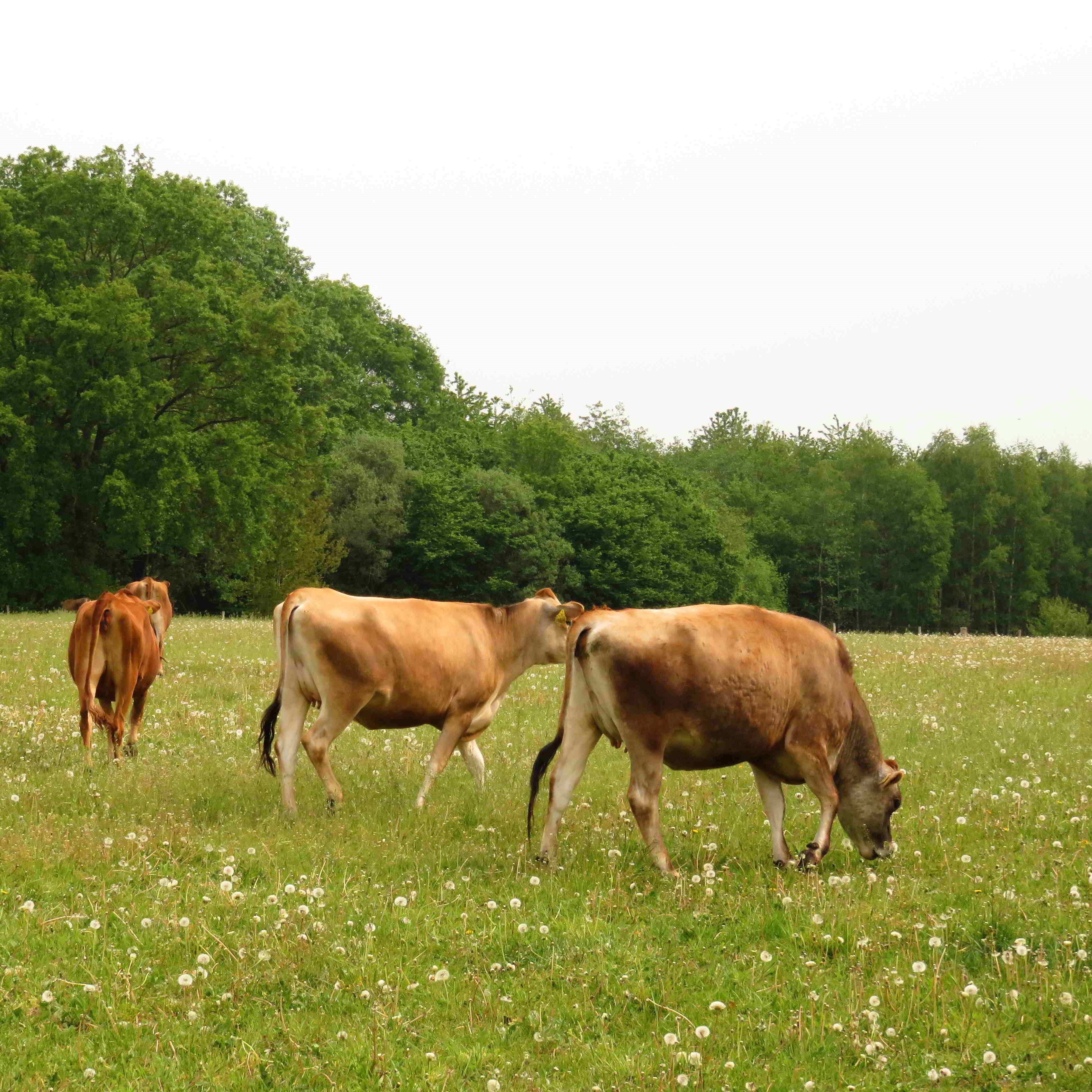 Grond_voor_de_Patrijs_Jersey_sq-379ccf82 Stichting Grondsteun Stichting Grondsteun ondersteund natuurinclusieve landbouw door donaties en leningen op te halen om landbouwgrond te verwerven en ter beschikking van de ondernemer te stellen om te boeren met biodiversiteit. Informatie over Stichting Grond voor de Patrijs. Bijdragen aan duurzame landbouw.