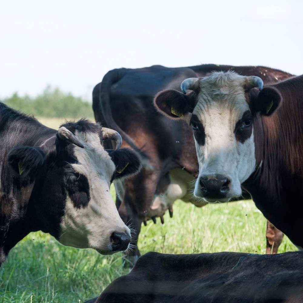 prond-voor-de-patrijs-foto-koe-1-6796b70b Stichting Grondsteun Stichting Grondsteun ondersteund natuurinclusieve landbouw door donaties en leningen op te halen om landbouwgrond te verwerven en ter beschikking van de ondernemer te stellen om te boeren met biodiversiteit. Informatie over Stichting Grond voor de Patrijs. Bijdragen aan duurzame landbouw.