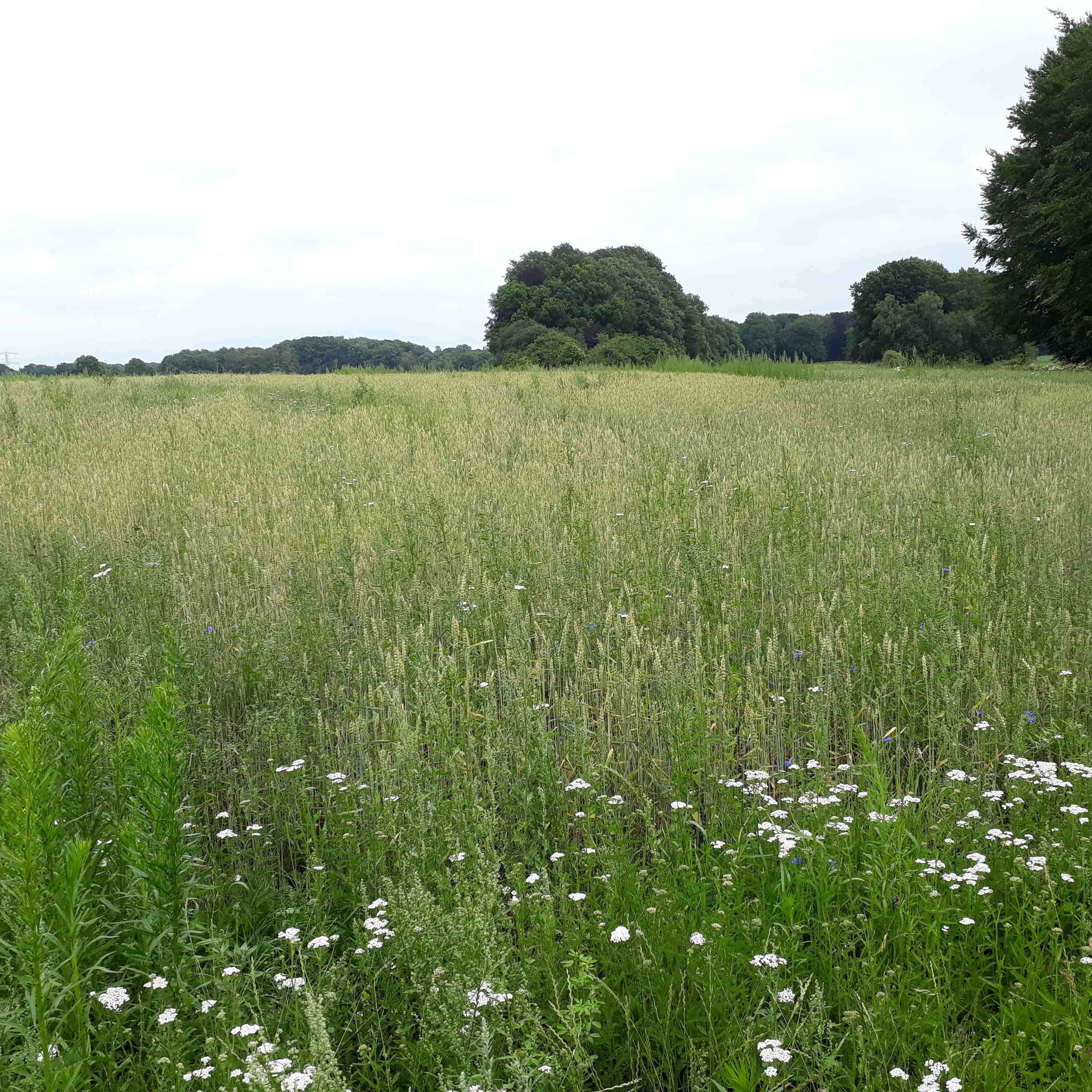 Grond_voor_de_Patrijs_Graanveld_sq-a32569b1 Stichting Grondsteun Stichting Grondsteun ondersteund natuurinclusieve landbouw door donaties en leningen op te halen om landbouwgrond te verwerven en ter beschikking van de ondernemer te stellen om te boeren met biodiversiteit. Informatie over Stichting Grond voor de Patrijs. Bijdragen aan duurzame landbouw.